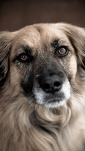 THEO, Hund, Mischlingshund in Rimbach - Bild 1