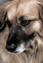 THEO, Hund, Mischlingshund in Rimbach - Bild 2