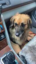 THEO, Hund, Mischlingshund in Rimbach - Bild 3