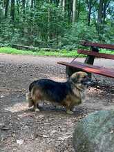 THEO, Hund, Mischlingshund in Rimbach - Bild 5