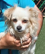 CLARA, Hund, Chihuahua-Mix in Spanien