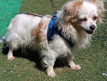CLARA, Hund, Chihuahua-Mix in Spanien - Bild 2
