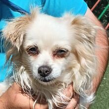 CLARA, Hund, Chihuahua-Mix in Spanien - Bild 3
