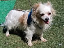 CLARA, Hund, Chihuahua-Mix in Spanien - Bild 4