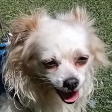 CLARA, Hund, Chihuahua-Mix in Spanien - Bild 5