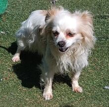 CLARA, Hund, Chihuahua-Mix in Spanien - Bild 6
