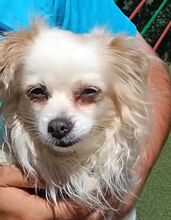 CLARA, Hund, Chihuahua-Mix in Spanien - Bild 7