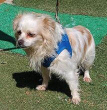 CLARA, Hund, Chihuahua-Mix in Spanien - Bild 8