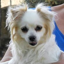 CLARA, Hund, Chihuahua-Mix in Thiersheim
