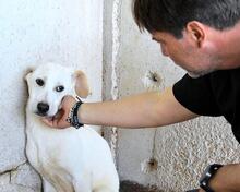 RADFORD, Hund, Mischlingshund in Italien - Bild 10