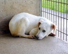 RADFORD, Hund, Mischlingshund in Italien - Bild 2