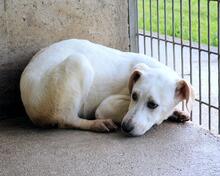 RADFORD, Hund, Mischlingshund in Italien - Bild 3