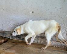 RADFORD, Hund, Mischlingshund in Italien - Bild 4