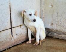 RADFORD, Hund, Mischlingshund in Italien - Bild 5