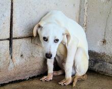 RADFORD, Hund, Mischlingshund in Italien - Bild 6