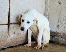 RADFORD, Hund, Mischlingshund in Italien - Bild 7