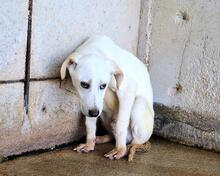 RADFORD, Hund, Mischlingshund in Italien - Bild 8