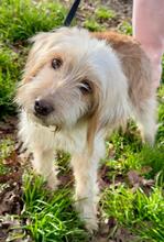 SELINA, Hund, Spinone Italiano-Mix in Italien - Bild 1