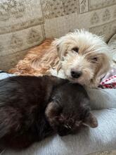 SELINA, Hund, Spinone Italiano-Mix in Italien - Bild 2