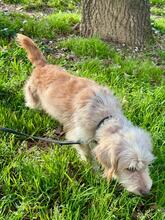 SELINA, Hund, Spinone Italiano-Mix in Italien - Bild 3