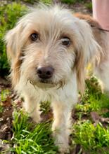 SELINA, Hund, Spinone Italiano-Mix in Italien - Bild 4