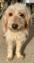 SELINA, Hund, Spinone Italiano-Mix in Italien - Bild 5