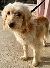 SELINA, Hund, Spinone Italiano-Mix in Italien - Bild 6