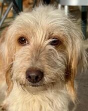 SELINA, Hund, Spinone Italiano-Mix in Italien - Bild 7