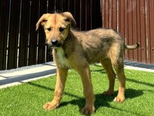EYDA, Hund, Mischlingshund in Rumänien - Bild 2