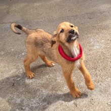 EYDA, Hund, Mischlingshund in Rumänien - Bild 3
