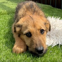 EYDA, Hund, Mischlingshund in Rumänien - Bild 4