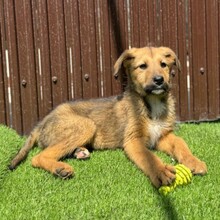 EYDA, Hund, Mischlingshund in Rumänien - Bild 5