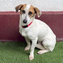TILO, Hund, Mischlingshund in Rumänien - Bild 2