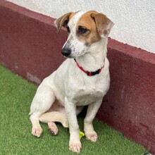 TILO, Hund, Mischlingshund in Rumänien - Bild 3