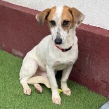 TILO, Hund, Mischlingshund in Rumänien - Bild 4