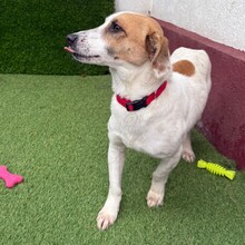 TILO, Hund, Mischlingshund in Rumänien - Bild 5