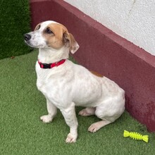 TILO, Hund, Mischlingshund in Rumänien - Bild 6