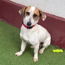 TILO, Hund, Mischlingshund in Rumänien - Bild 7
