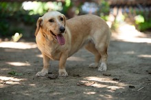 ALMA, Hund, Mischlingshund in Ungarn