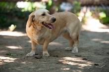 ALMA, Hund, Mischlingshund in Ungarn - Bild 10