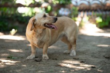 ALMA, Hund, Mischlingshund in Ungarn - Bild 11