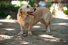ALMA, Hund, Mischlingshund in Ungarn - Bild 13