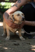 ALMA, Hund, Mischlingshund in Ungarn - Bild 14