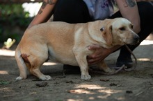 ALMA, Hund, Mischlingshund in Ungarn - Bild 15
