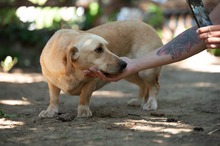 ALMA, Hund, Mischlingshund in Ungarn - Bild 16