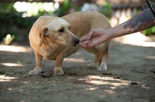 ALMA, Hund, Mischlingshund in Ungarn - Bild 17