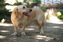 ALMA, Hund, Mischlingshund in Ungarn - Bild 18