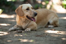 ALMA, Hund, Mischlingshund in Ungarn - Bild 2