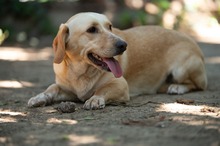 ALMA, Hund, Mischlingshund in Ungarn - Bild 20