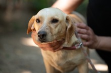 ALMA, Hund, Mischlingshund in Ungarn - Bild 3